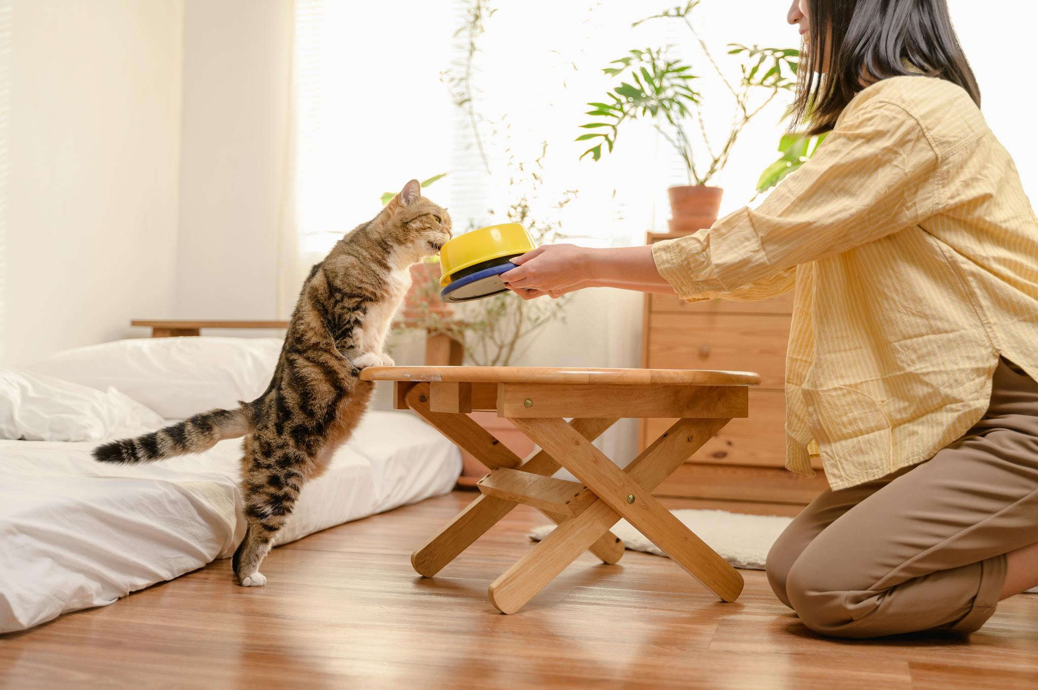 A woman kneels to feed her curious cat, creating a warm domestic scene in a cozy, sunlit room.