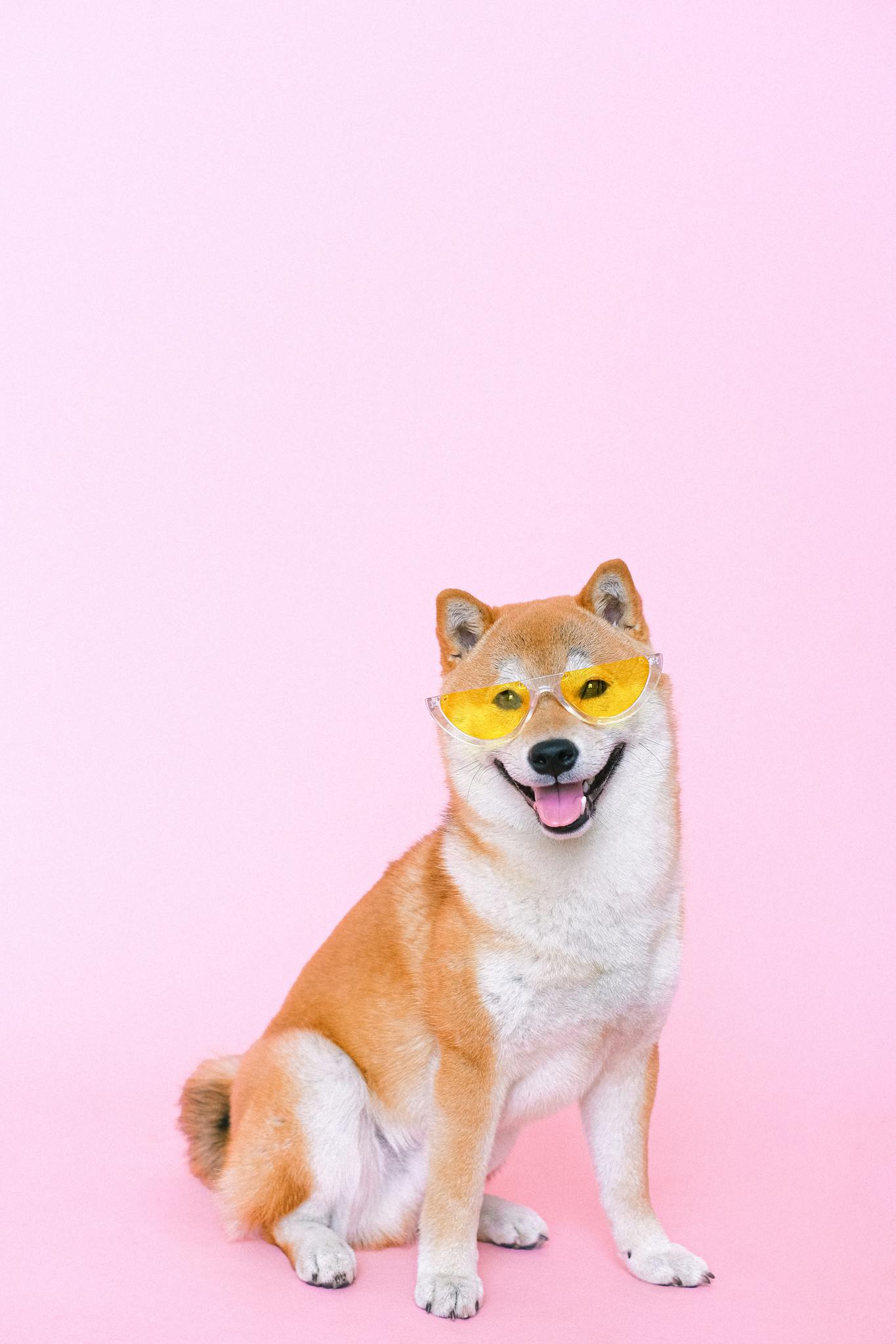Adorable Shiba Inu wearing yellow sunglasses against a pink backdrop, showcasing playful fashion.