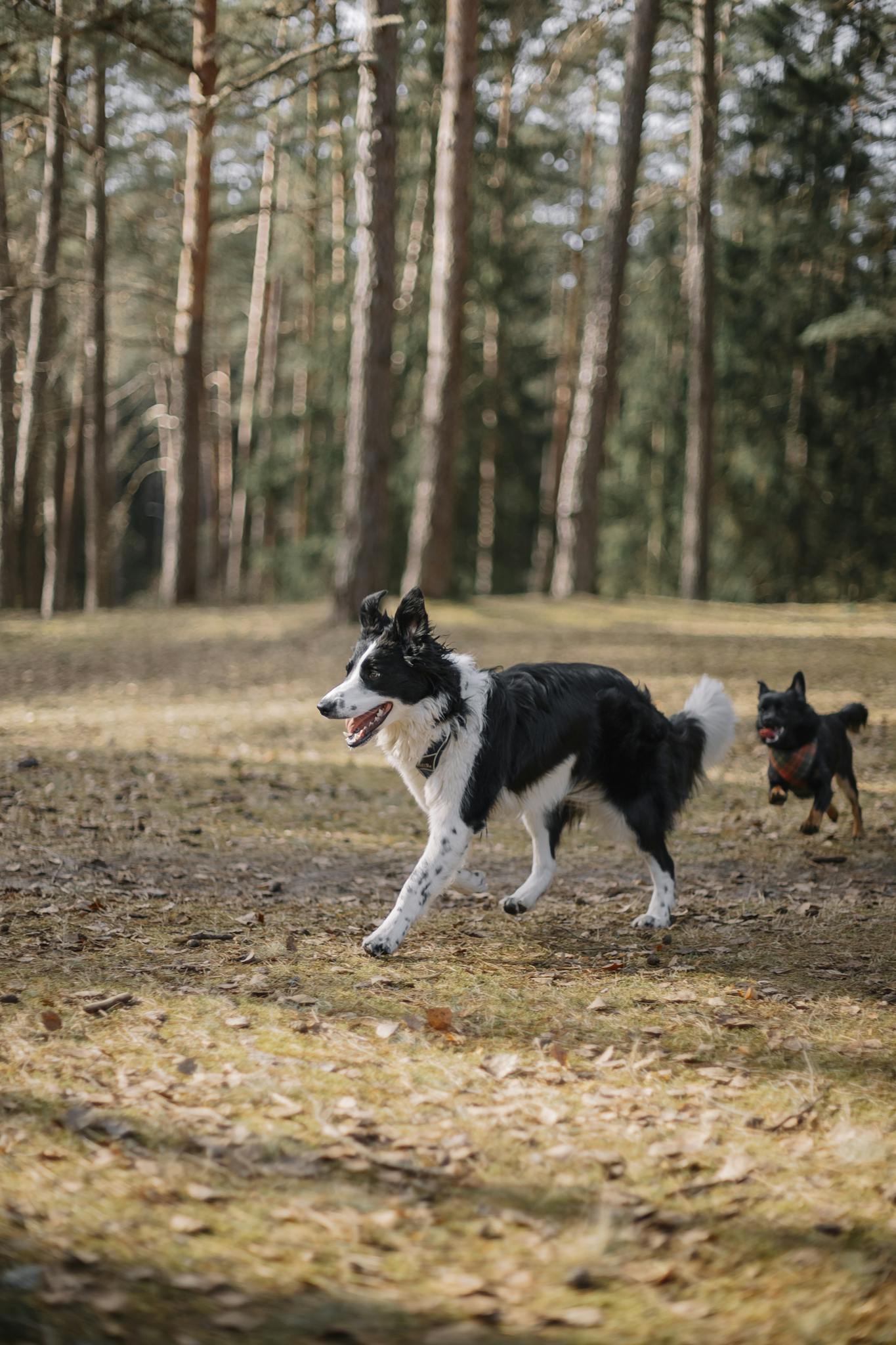 Border Collie playing and running in a sunlit forest with another dog.